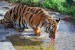 Panthera_tigris_amoyensis (tygr sibiřský).jpg